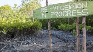 mangrove restoration by MPS Images