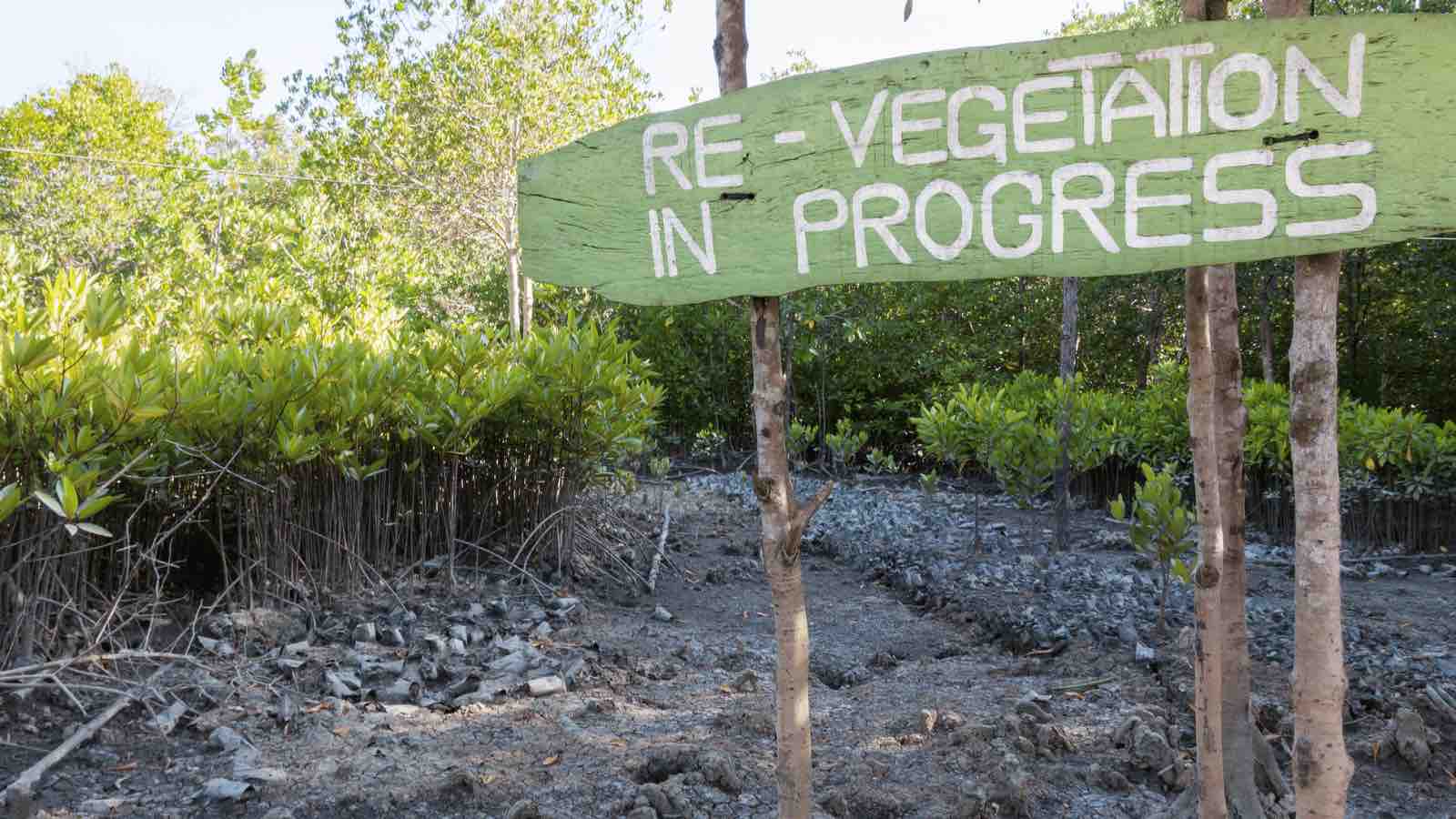 Read more about the article Community Involvement in Mangrove Restoration: A Study’s Call for Social Integration