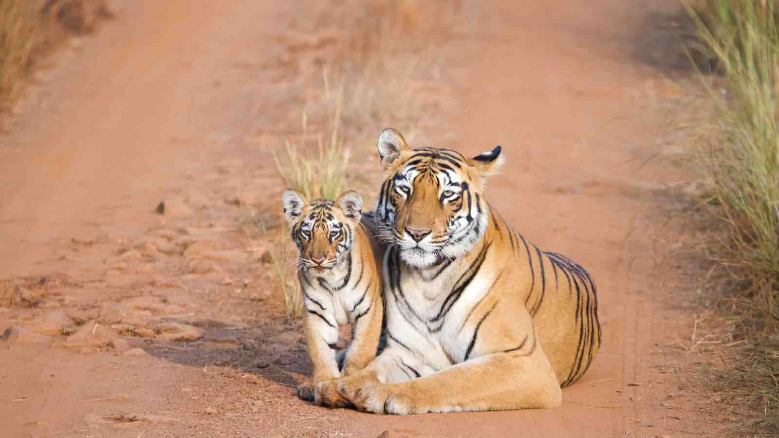 Read more about the article India’s Tiger Population Doubles in a Decade, Offering Key Lessons for Global Conservation