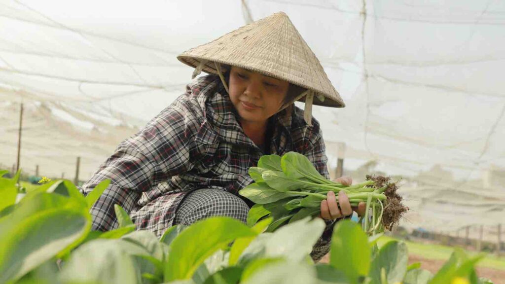 Asian Farmer Harvesting Vegetables in Greenhouse by Lạc Liil from Pexels