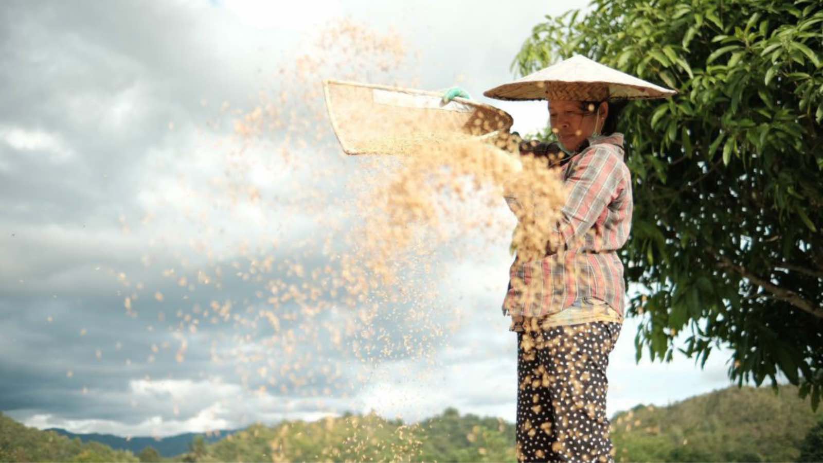 Read more about the article The Rise of Adan Krayan Rice: A Culinary Gem from Kalimantan