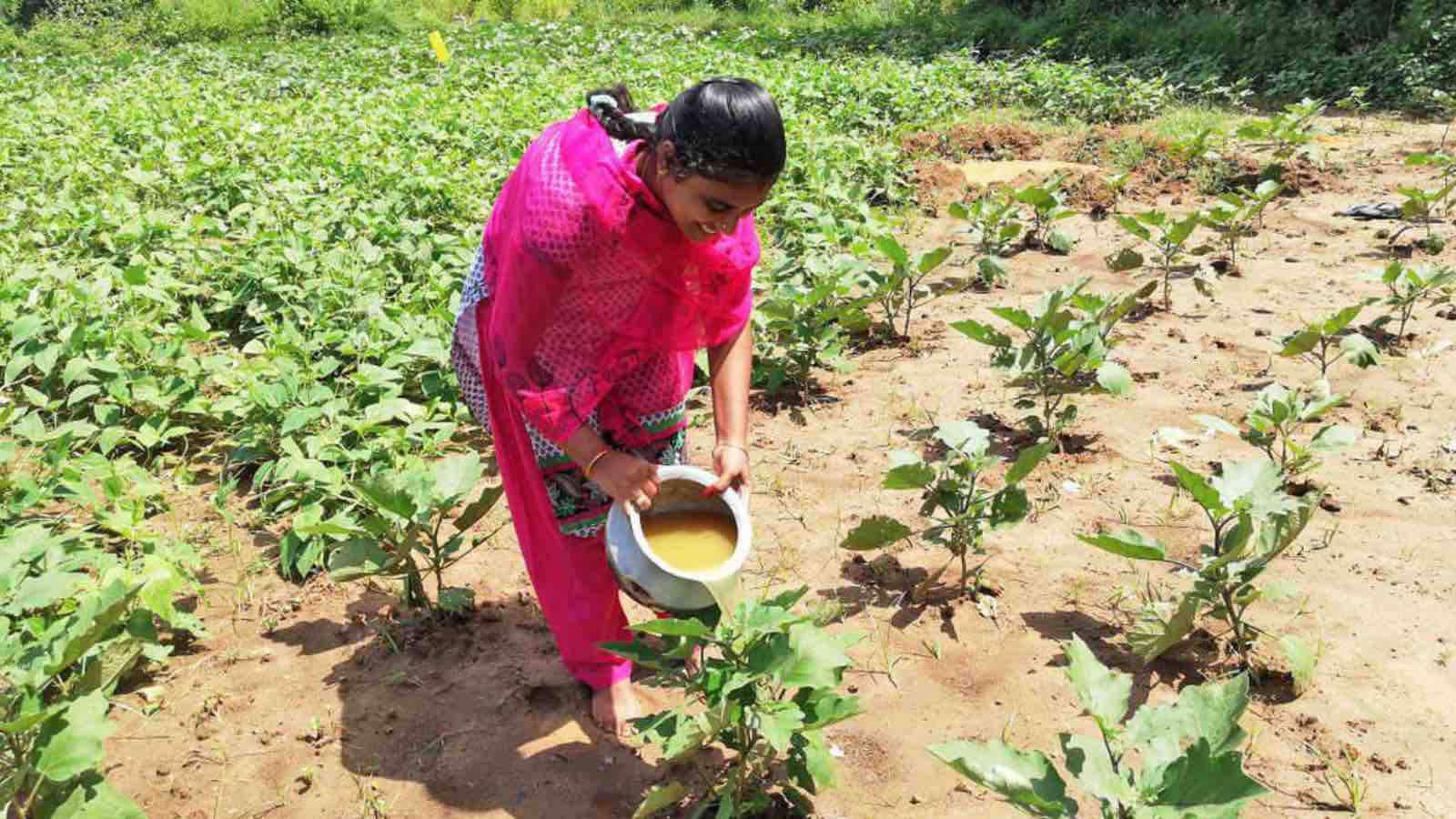 Read more about the article Andhra Pradesh’s Community Managed Natural Farming Awarded the €1 Million Gulbenkian Prize for Humanity