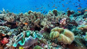 Sinularia and Sarcophyton Leather Coral Paradise, Banda Sea, Indonesia by ifish from Getty Images Signature