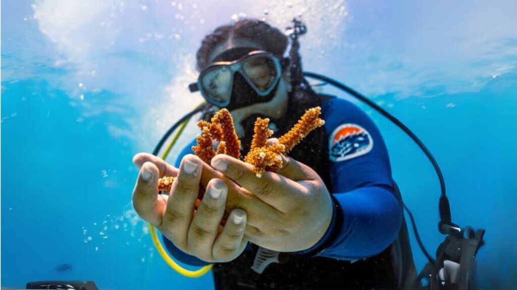 A University of Miami Rosenstiel School scientist collects healthy coral from the Paradise Reef nursery before being planted on an adjacent reef during a Rescue A Reef coral restoration dive out of Diver's Paradise dive shop located at Crandon Marina in Key Biscayne, Florida, on Friday, Aug. 4, 2023. Rosenstiel School scientists are working to establish a new restoration research site off Miami to identify and better understand the heat tolerance of certain coral species and genotypes during bleaching events like this. (D.A. Varela/Miami Herald/TNS)