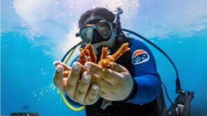 A University of Miami Rosenstiel School scientist collects healthy coral from the Paradise Reef nursery before being planted on an adjacent reef during a Rescue A Reef coral restoration dive out of Diver's Paradise dive shop located at Crandon Marina in Key Biscayne, Florida, on Friday, Aug. 4, 2023. Rosenstiel School scientists are working to establish a new restoration research site off Miami to identify and better understand the heat tolerance of certain coral species and genotypes during bleaching events like this. (D.A. Varela/Miami Herald/TNS)