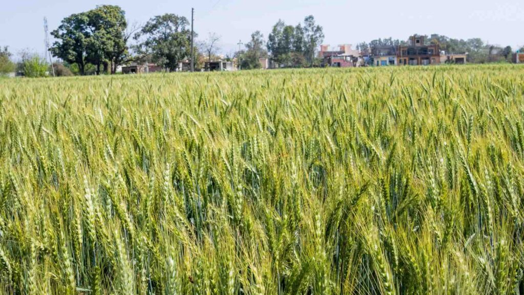 A crop of wheat growing in Punjab by Kandarp Gupta from Getty Images