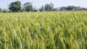 A crop of wheat growing in Punjab by Kandarp Gupta from Getty Images