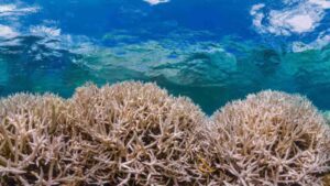 Corals in particular are extremely sensitive to changes in tempreture. Climate scientists say sea levels in the Pacific Ocean are warming faster than global average. Copyright: Adapted from WMO State of the Climate in the South-West Pacific in 2023