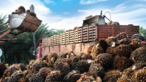 Oil palm fruits by slpu9945 from Getty Images