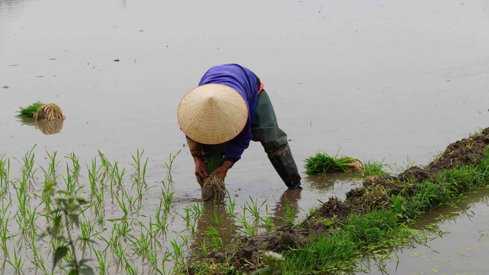 Read more about the article Optimizing Greywater Use in Agriculture: A Sustainable Solution for Indonesia Amid Climate Change