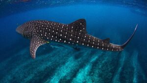 Incredible photo of a Whale Shark in the clearest water imaginable over coral reef at Ningaloo by indianoceanimagery from Getty Images