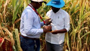 Employees of Syngenta examine corn with a moisture-meter device to check if the crop is ready for harvest, in a corn field in Krishna district in the southern state of Andhra Pradesh, India (image : REUTERS/Almaas Masood)