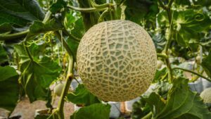 Cantaloupe, melon by hikaru1222 from Getty Images