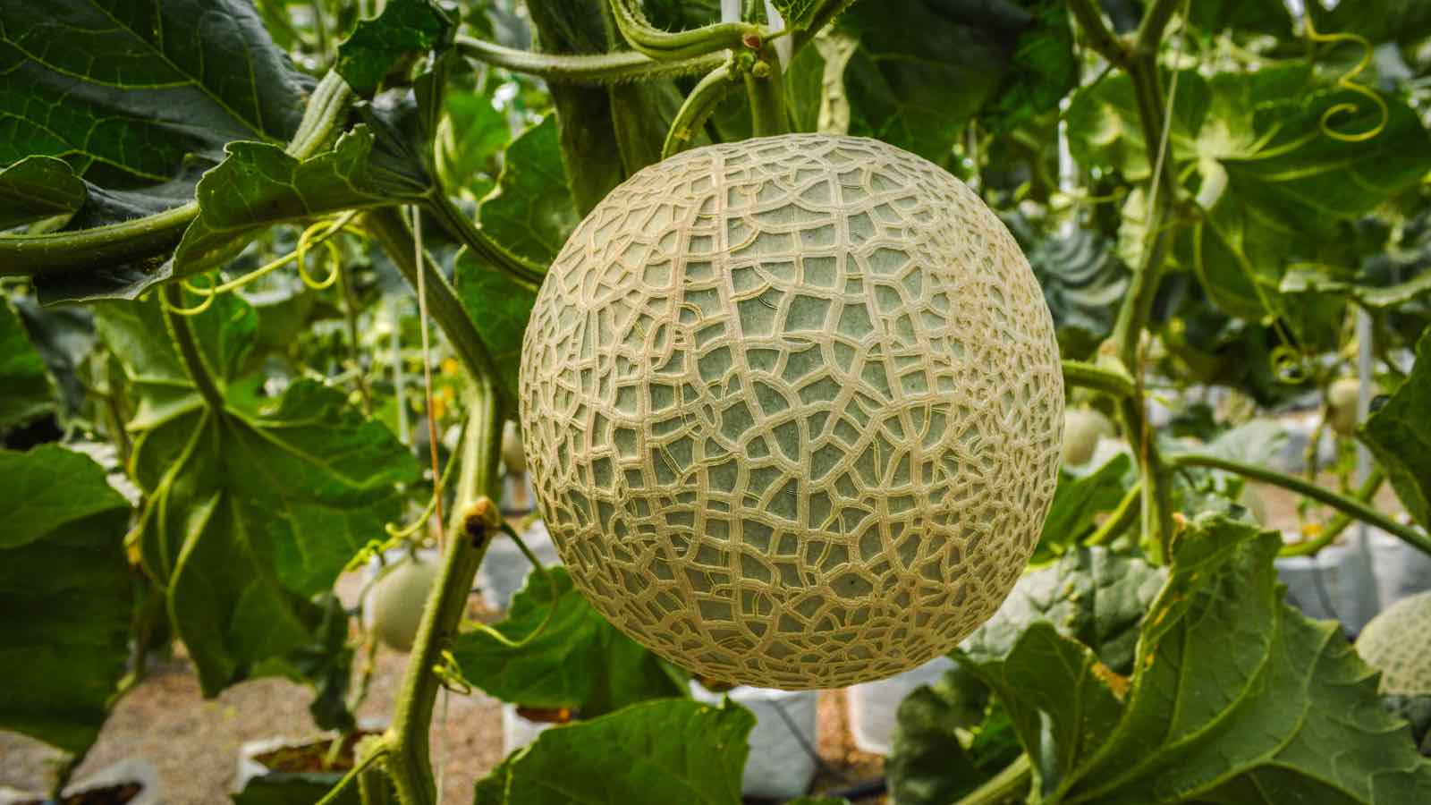 Read more about the article Home-Grown, Low Carbon Footprint: Malaysia’s Smart Farms Rewrite the Food Map