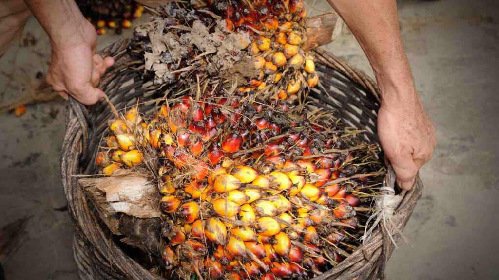 Oil palm fruits with cooking oil by slpu9945 from Getty Images