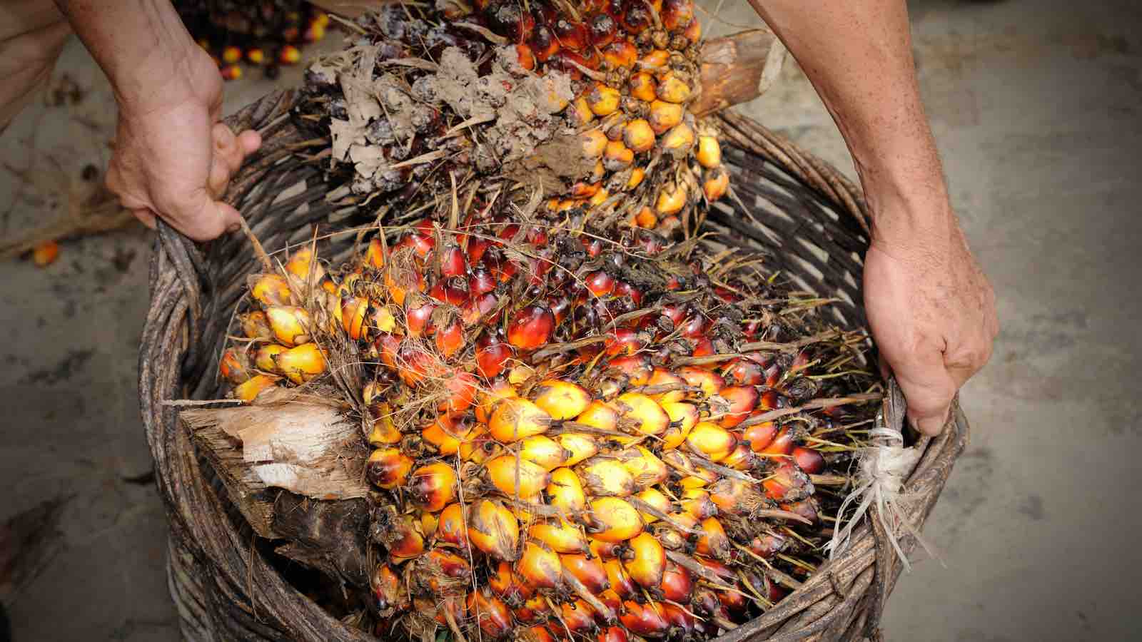 Read more about the article New Study: Community Biofuels Could Help Indonesia Meet Energy Goals Without Ecological Damage