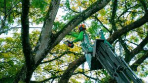 Tree pruning (image NParks)