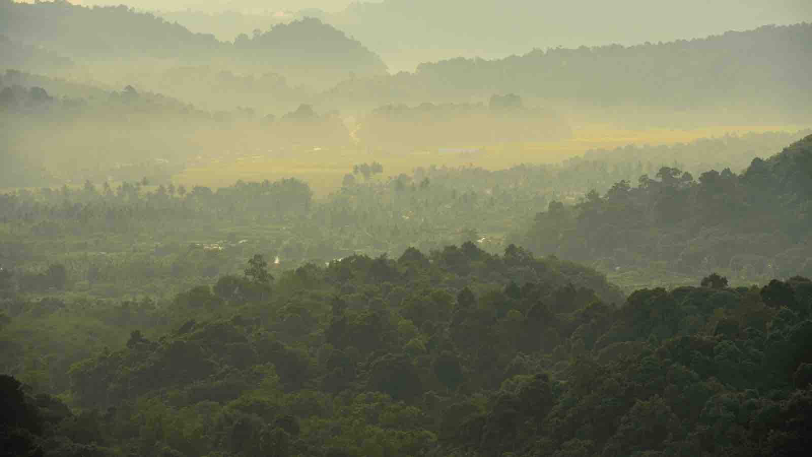 Read more about the article Aceh Indigenous Communities Triumph in Conservation Effort for Traditional Forests