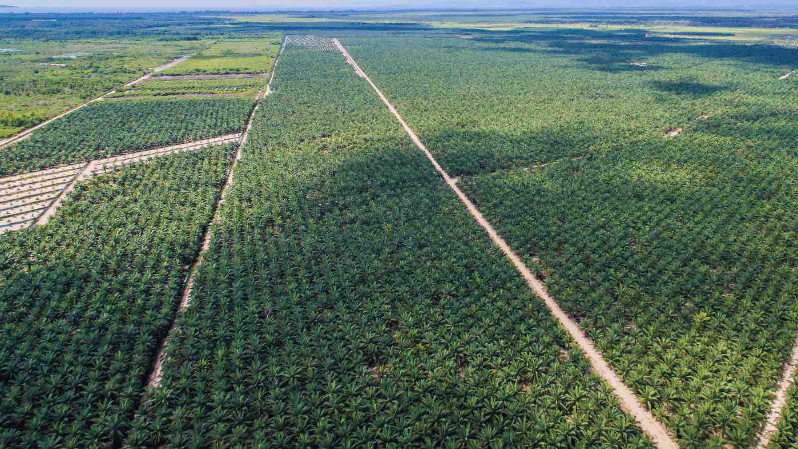 Read more about the article Mini Forests Boost Biodiversity and Ecological Functions in Sumatra’s Palm Oil Plantations