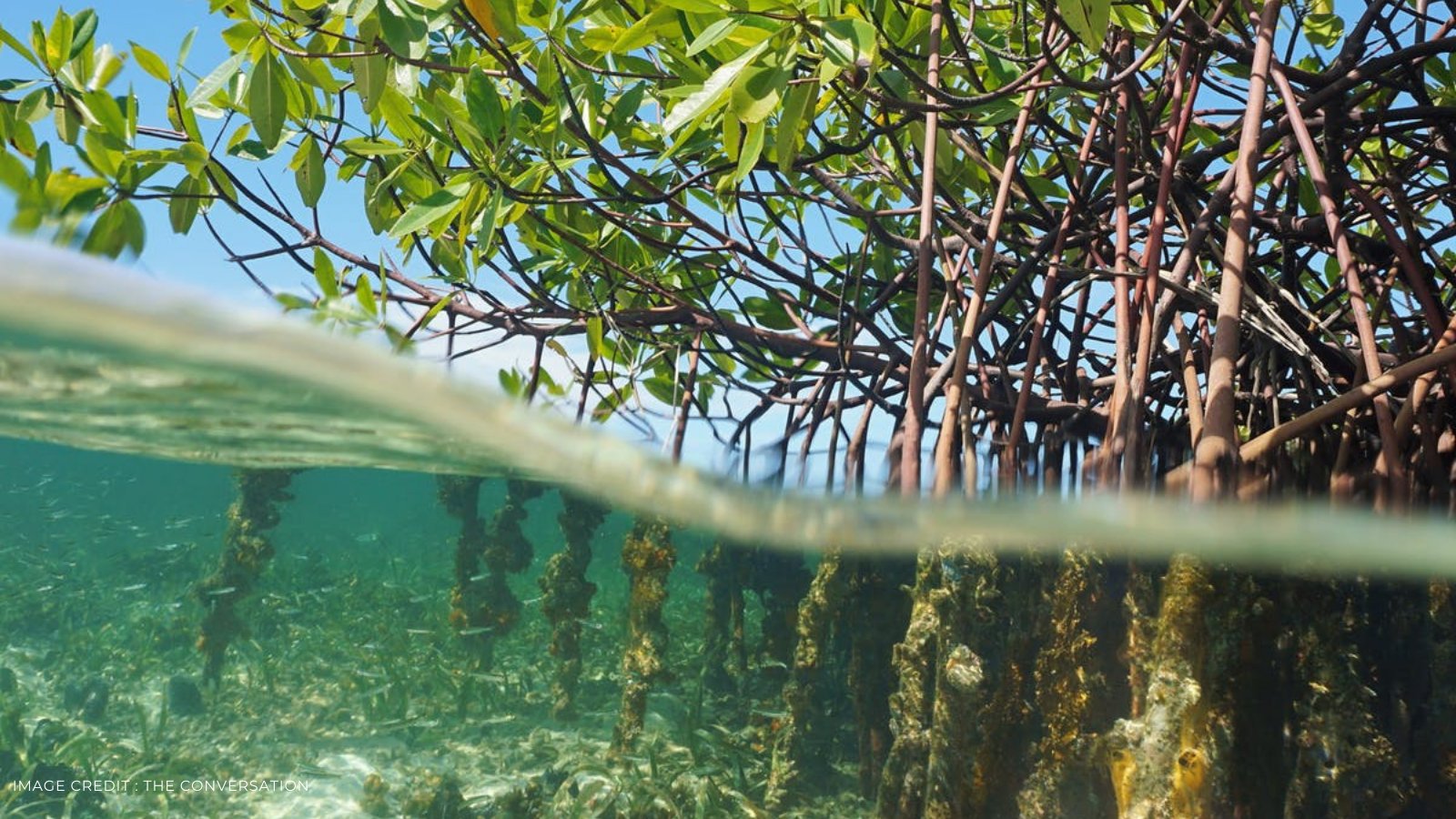 Read more about the article Mangrove Restoration – Why It Matters And How You Can Help