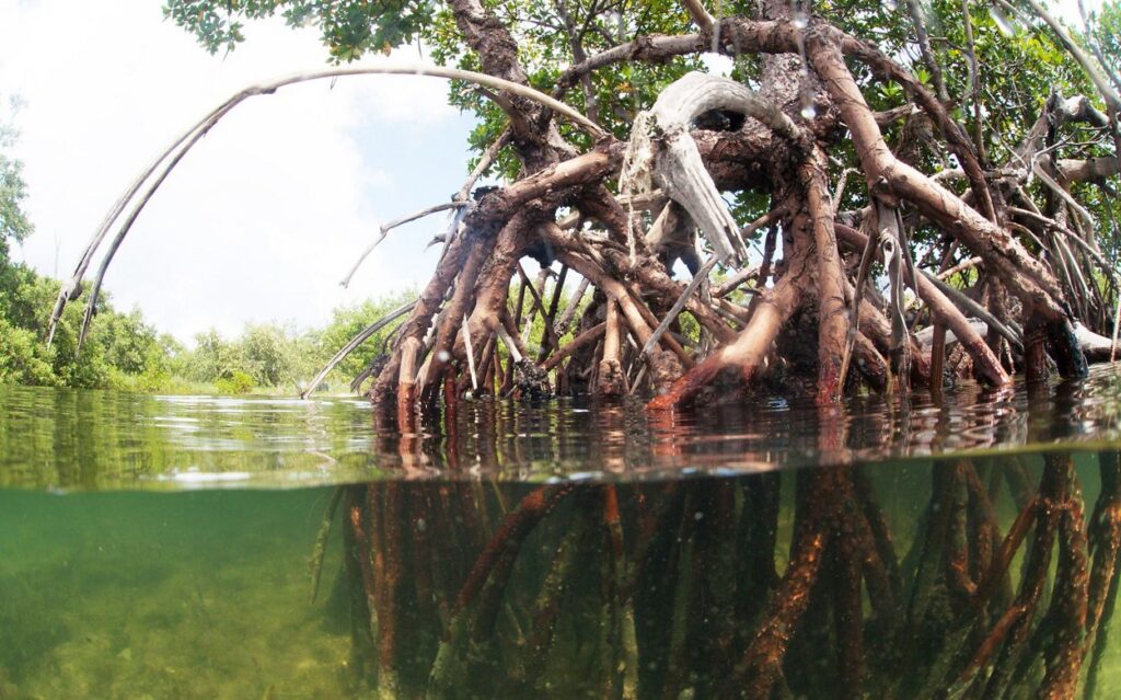 Mangrove and Coastal Protection