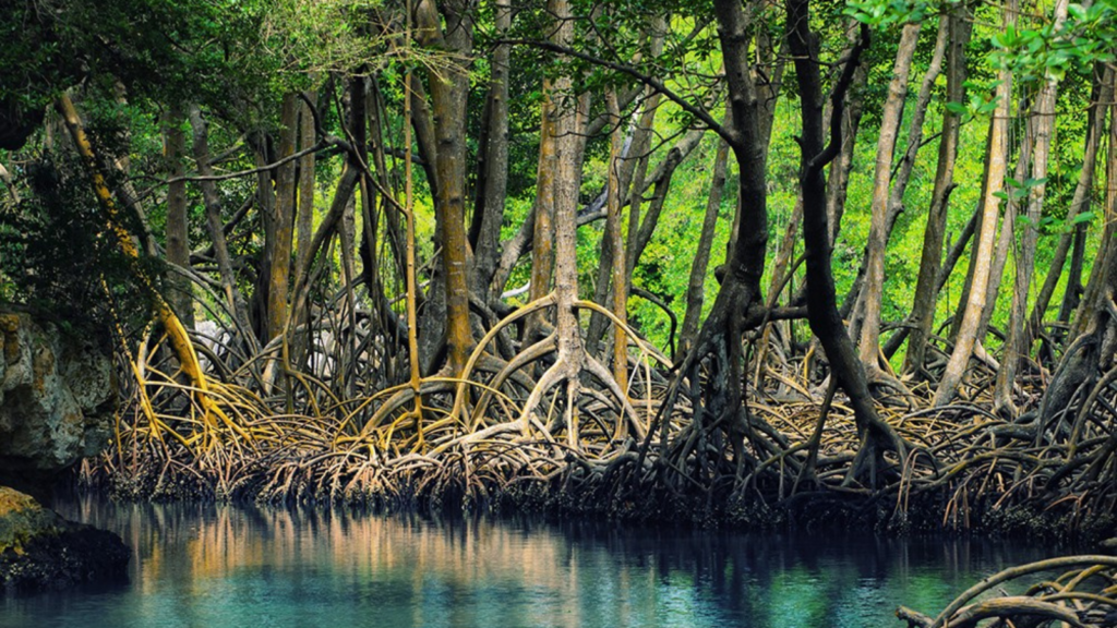 Understanding How Mangrove Loss Threatens Biodiversity | CHANGEMAKR.ASIA