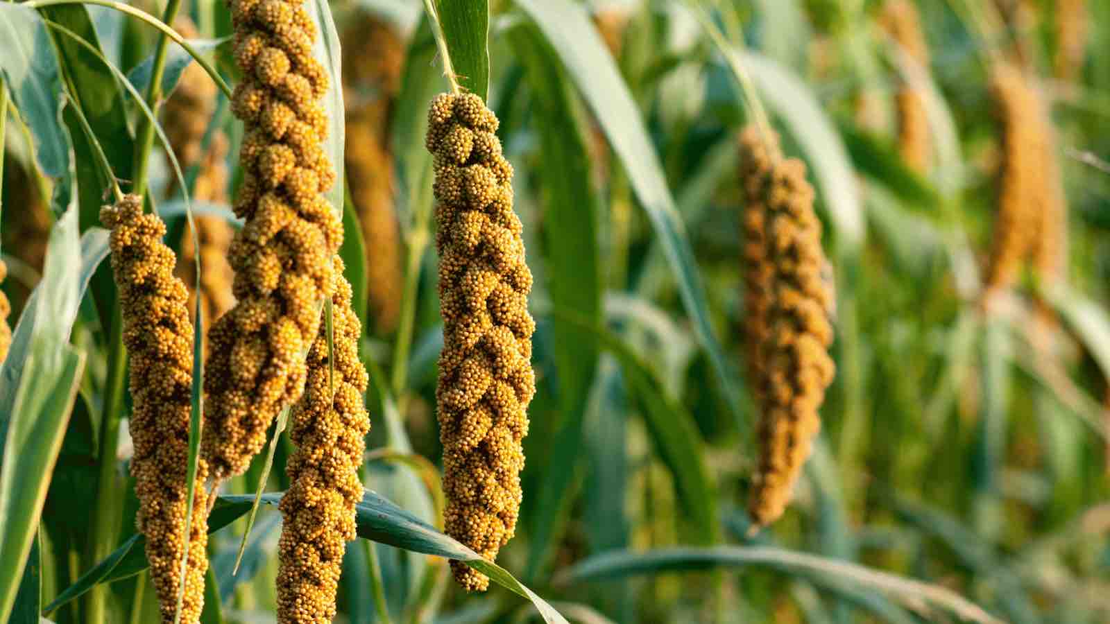 Read more about the article Reviving Ancient Grains: Learning from Nepal’s Farmers Embracing Foxtail Millet