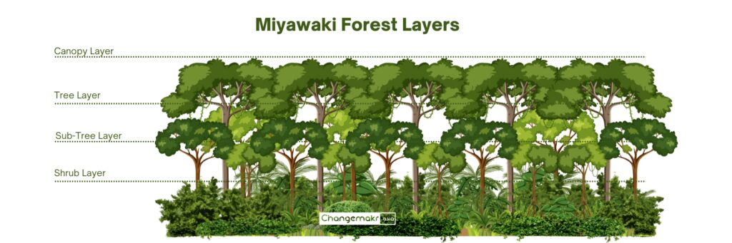 Miyawaki method forest