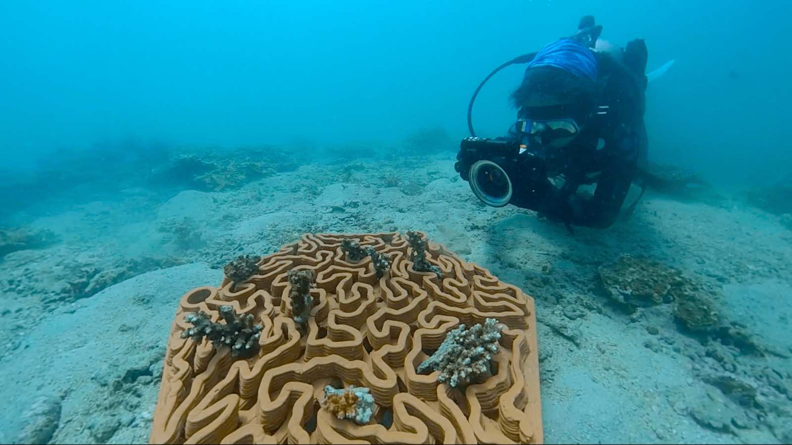 Read more about the article Archireef and Swire Bulk Launch Groundbreaking Coral Restoration Project in Singapore