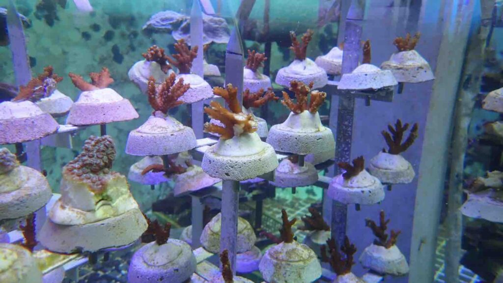 coral restoration project Singapore. Image by NPark