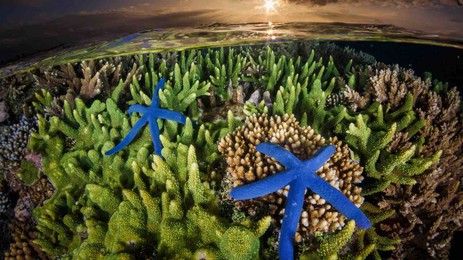 Blue starfish (Linckia laevigata), Indonesia Credit: Grant Thomas / Ocean Image Bank.