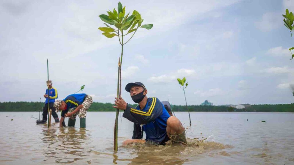 Planting mangroves in Kendari bay, Indonesia (Image: Andry Denisah / Alamy)