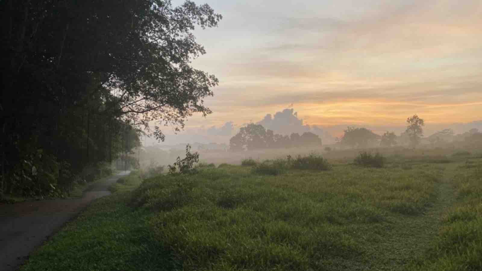 Read more about the article Singapore’s Biodiversity Battle: Sembawang and Woodlands Forests to be Cleared for Housing Development