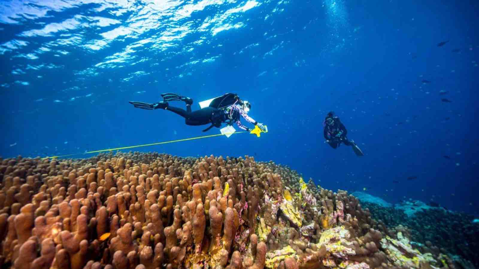 image : Ocean Gardener