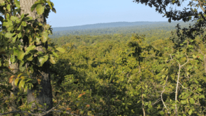 Central India's Densest Forest Patches: Save Hasdeo Arand Forest from Coal Mining