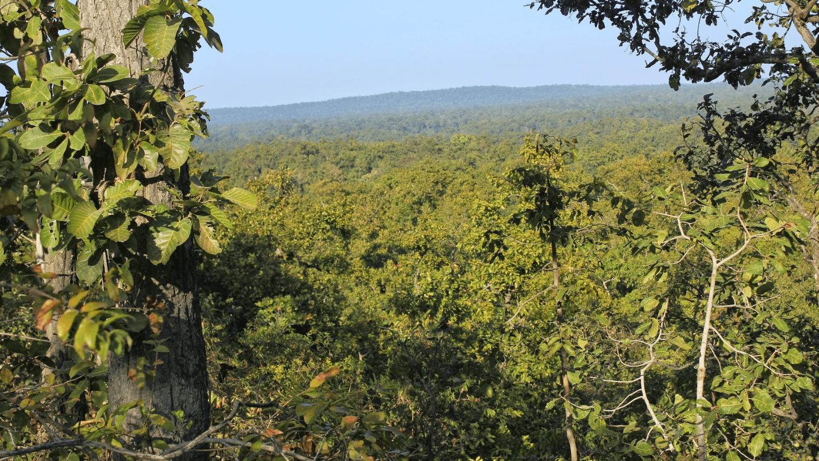 Read more about the article Central India’s Densest Forest Patches: Save Hasdeo Arand Forest from Coal Mining