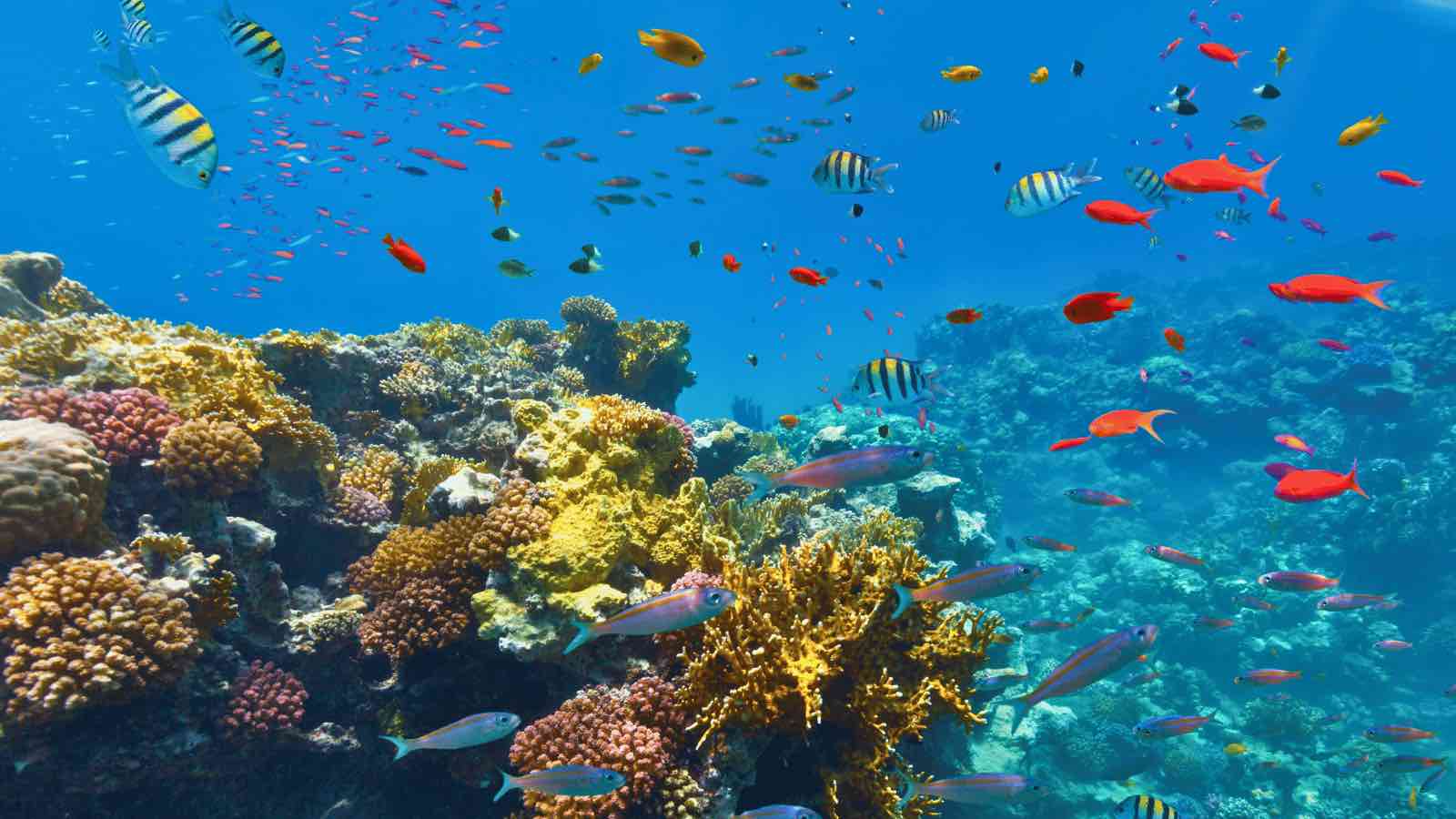 Read more about the article RECIFS: A Centralized Repository to Understand the Impact of Climate Change on Coral Reefs