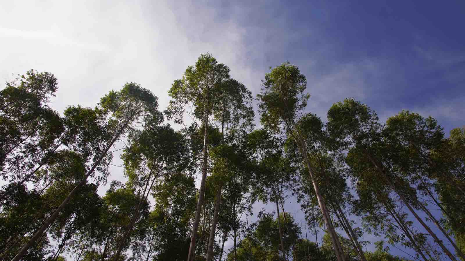 Read more about the article Revitalizing Degraded Forests is a Climate-Smart Strategy For Carbon Sequestration, Study Shows