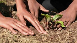 Permaculture image by Sunshine Seeds / Getty Images