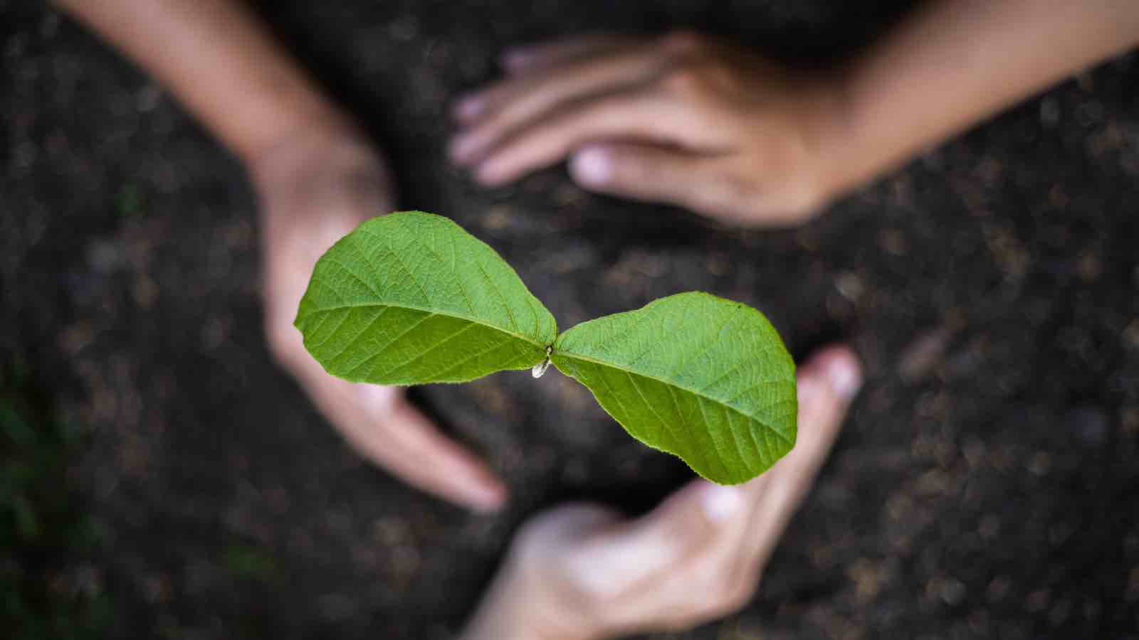 Read more about the article For Every Newborn in Sikkim, 100 Trees Stand Tall: A Climate Strategy Revolutionizing Conservation