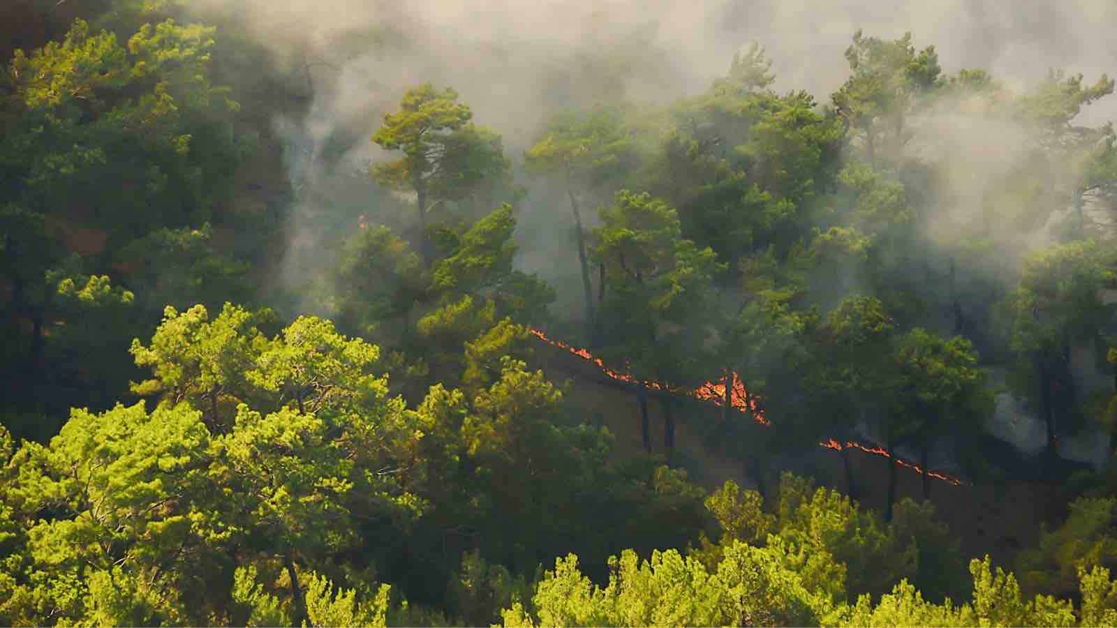 Read more about the article Smoke Signals From Palangkaraya : A City’s Cry for Help Amid Unyielding Fires