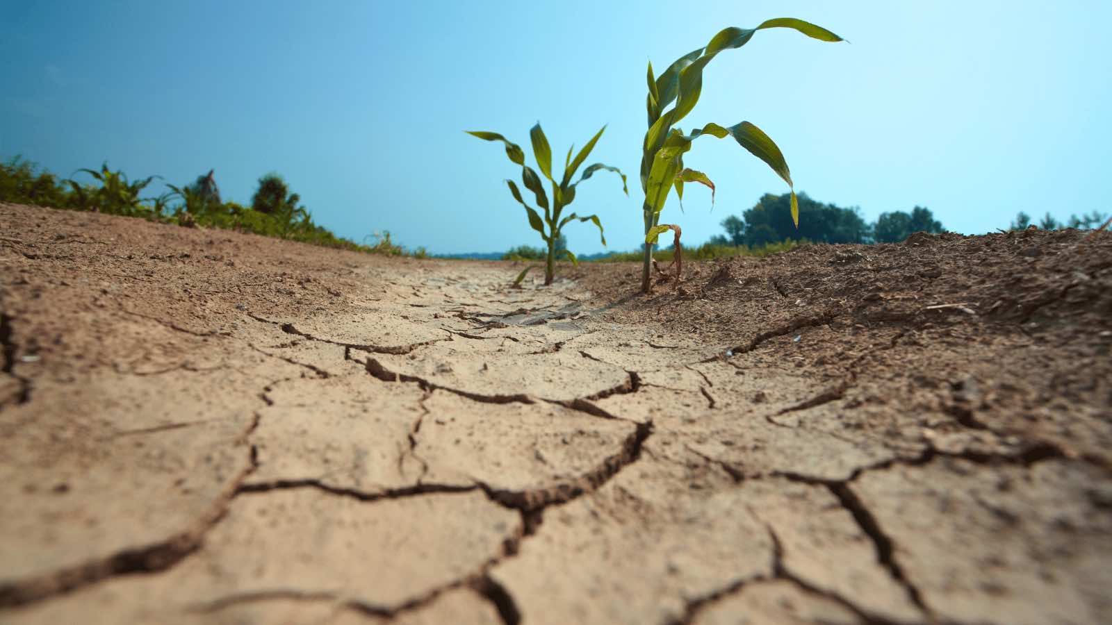 Read more about the article Climate Change Amplifies Droughts in Asia, Pushing Millions into Crisis: Analysis Shows 100-fold Increase in Catastrophic Drought