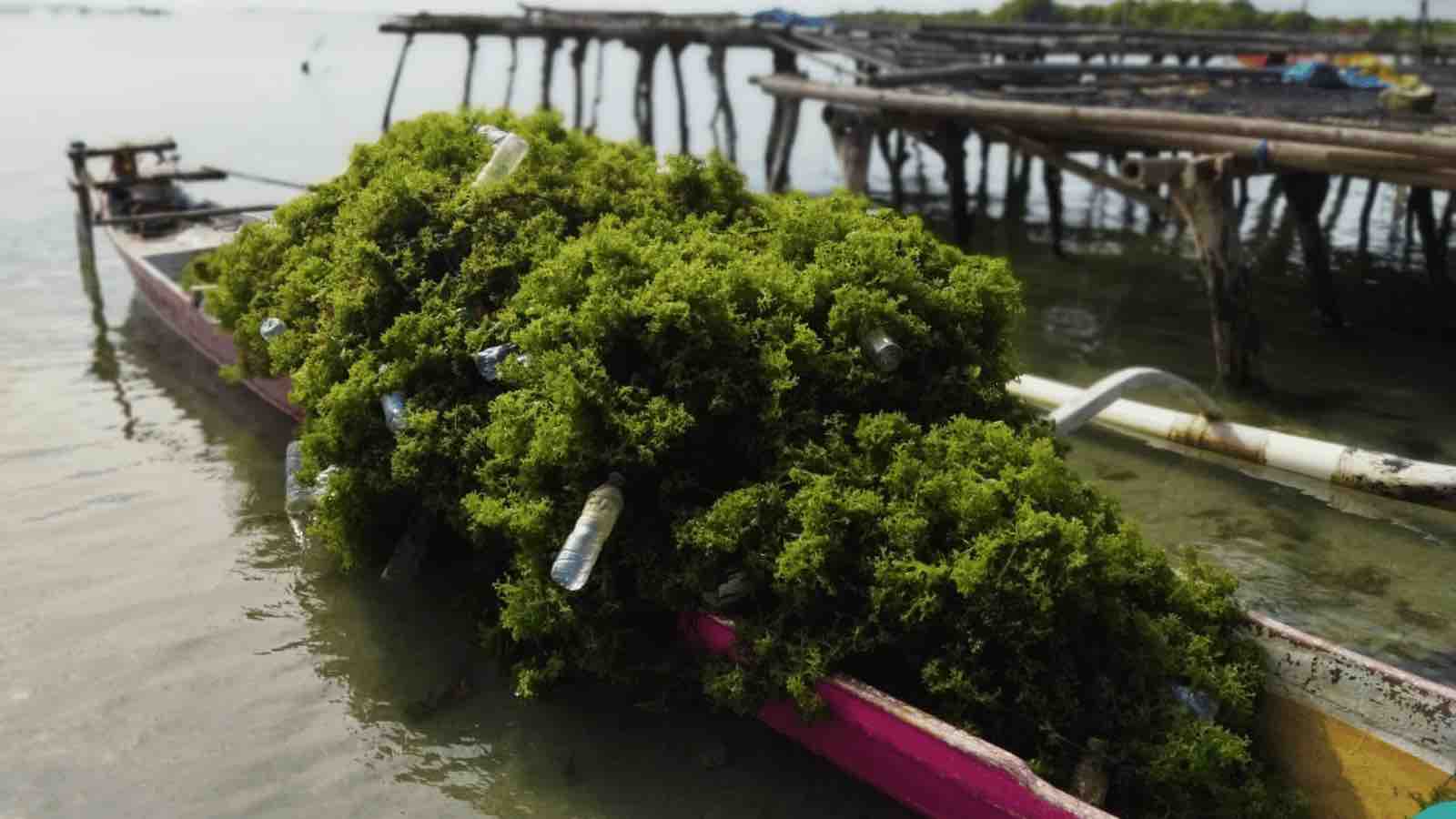 Read more about the article Increasing incomes in carrageenan seaweed value chains in Takalar, South Sulawesi