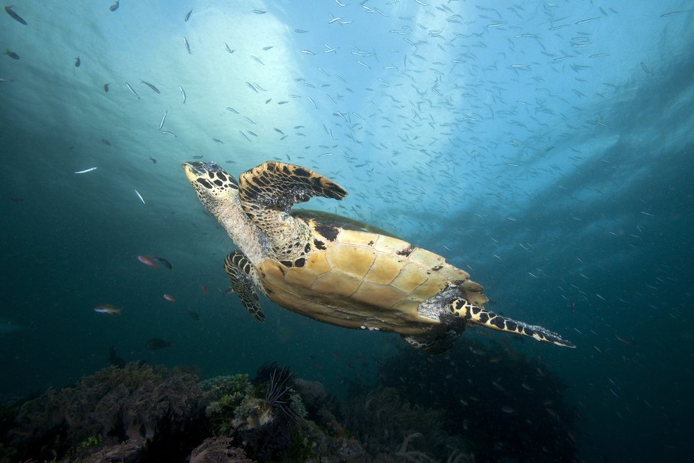 Have you met a Hawksbill Turtle ?
