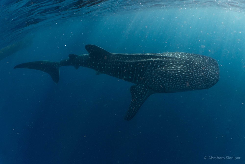 Mystery of Whale Shark