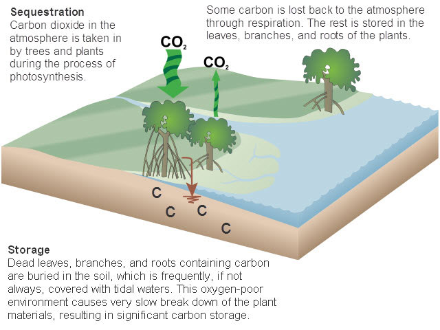 Mangrove Forest Carbon storage