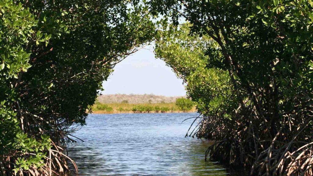 mangroves