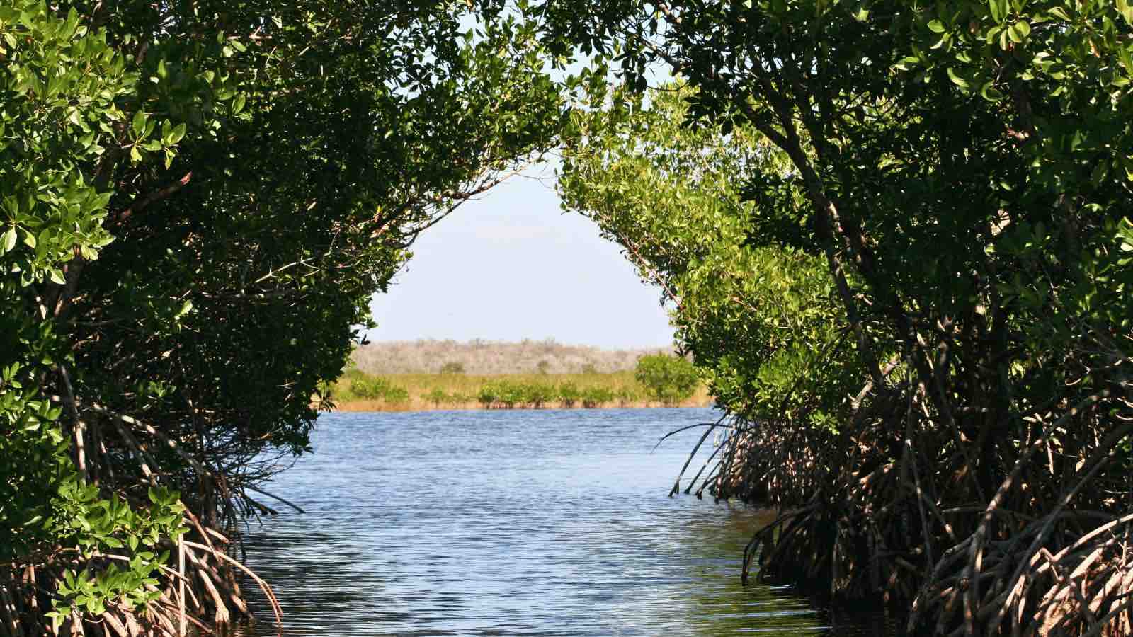 Read more about the article Green Guardians: Unraveling the Power of Mangroves in Fight Against Climate Change