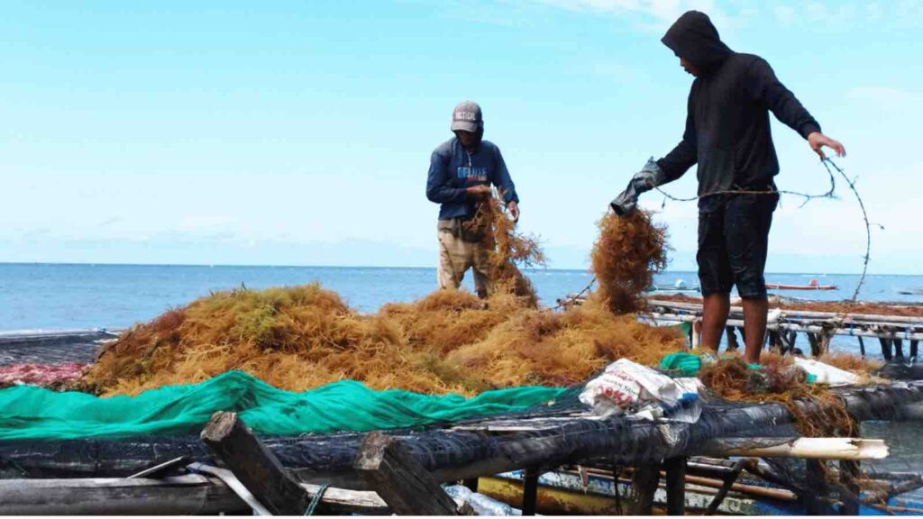 The farmers are harvesting and drying seaweed on wooden platform