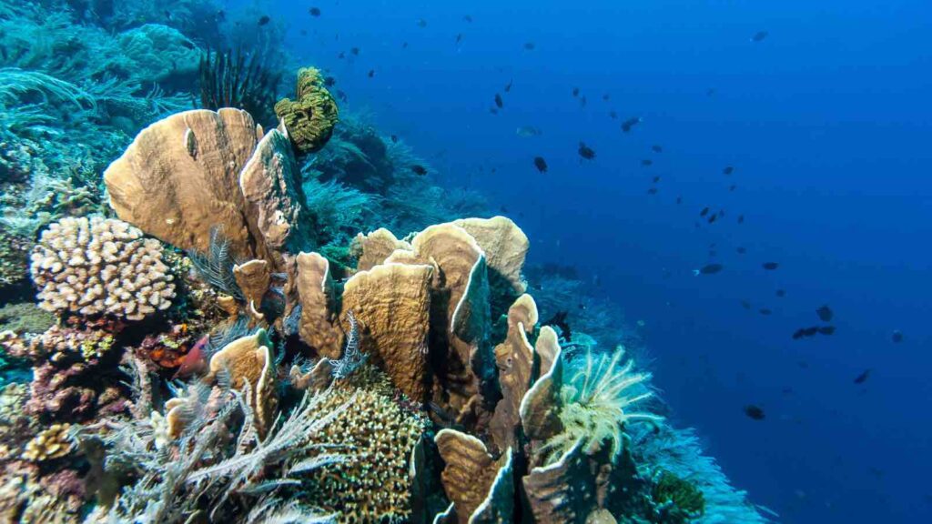 Bunaken National Marine Park.Indonesia by johnandersonphoto from Getty Images